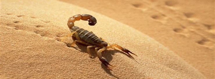 solution contre les scorpions à casablanca