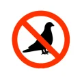 depigeonnisation-casablanca